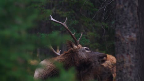 Elk-male-bull-grooming-in-the-forest