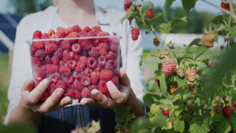 A-farmer-holds-a-freshly-picked-raspberry,-stands-in-front-of-the-panels-of-a-home-solar-power-plant.-Ecology-and-organic-products-concept