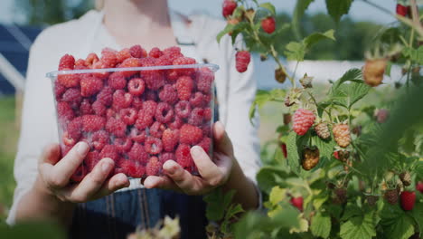 a farmer holds a freshly picked raspberry, stands in front of the panels of a home solar power plant. ecology and organic products concept