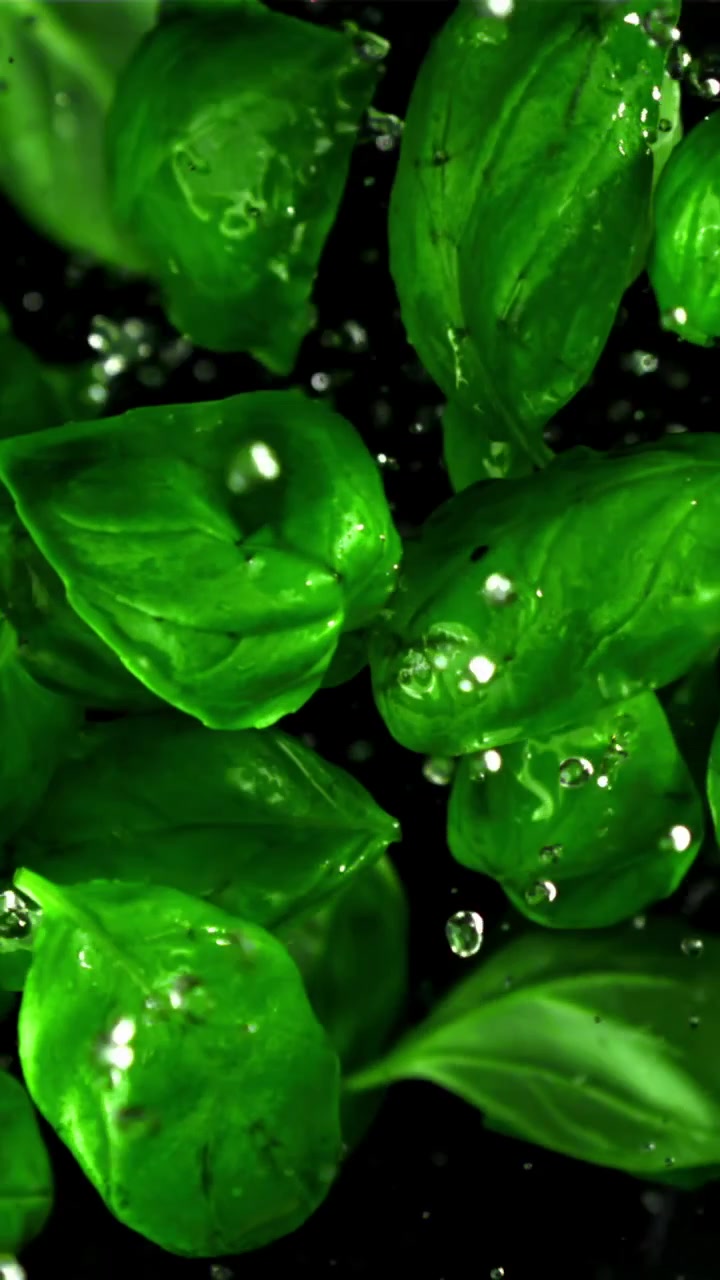 Foglie fresche di basilico verde con gocce d'acqua che cadono al rallentatore