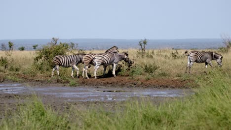 burshells zebra herd in protected ecosystem for animals in kruger national park, south africa, full frame slow motion