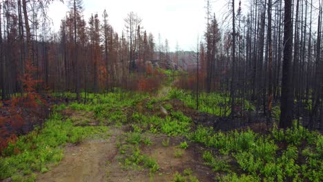 aerial flying over and past charred forest tree remains of wildfire aftermath in massey in ontario