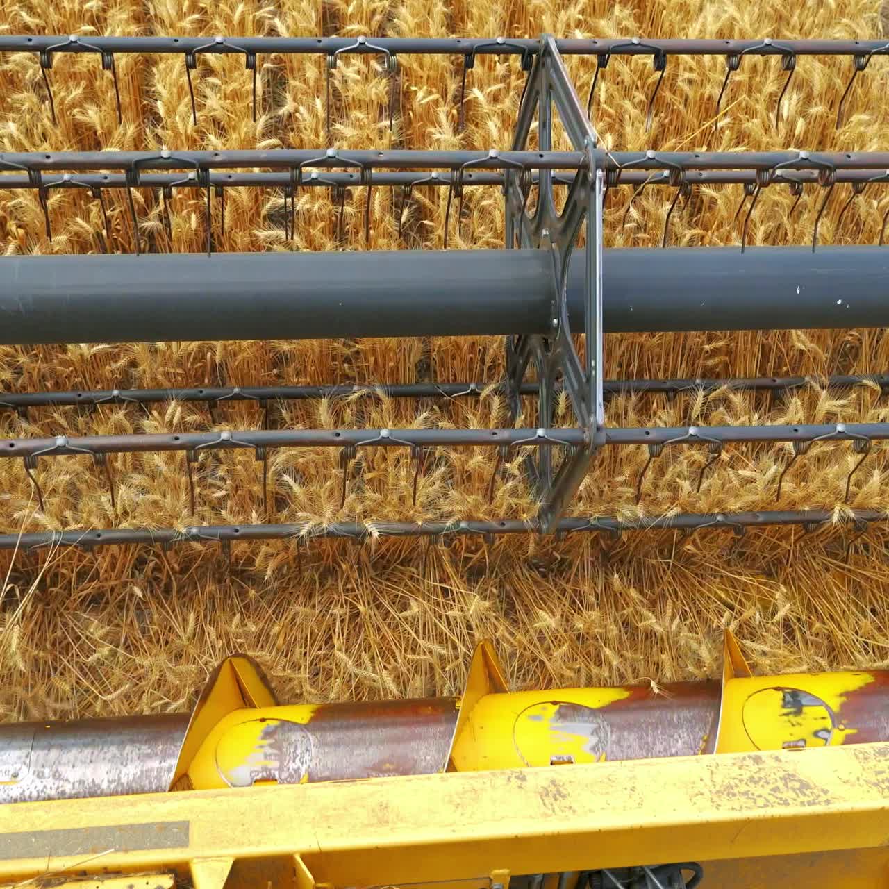 Harvester going through wheat field