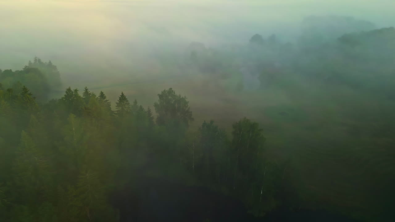 산림 풍경 위의 두꺼운 안개, 공중 도 시각