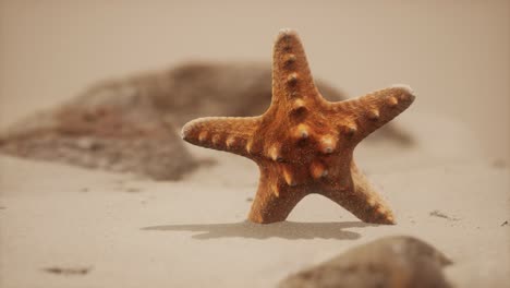 Estrella-De-Mar-Roja-En-La-Playa-Del-Océano-Con-Arena-Dorada