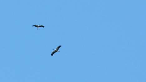 A-lone-stork-flying-high-in-the-blue-sky,-wings-spread-wide,-captured-mid-flight