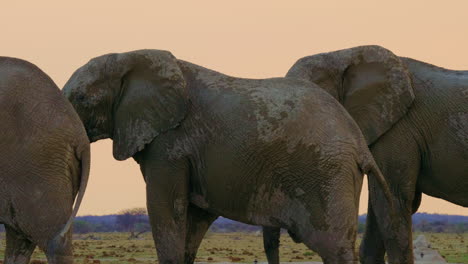 Grupo-De-Elefantes-Africanos-Cubiertos-De-Barro-Y-Alejándose-Del-Pozo-De-Agua-Al-Atardecer-En-El-Parque-Nacional-Makgadikgadi-Pans,-Botswana---Tiro-De-Cerca