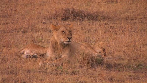 Dos-Leones-Se-Sientan-Juntos-Uno-Mirando-Alrededor-Mientras-El-Otro-Duerme