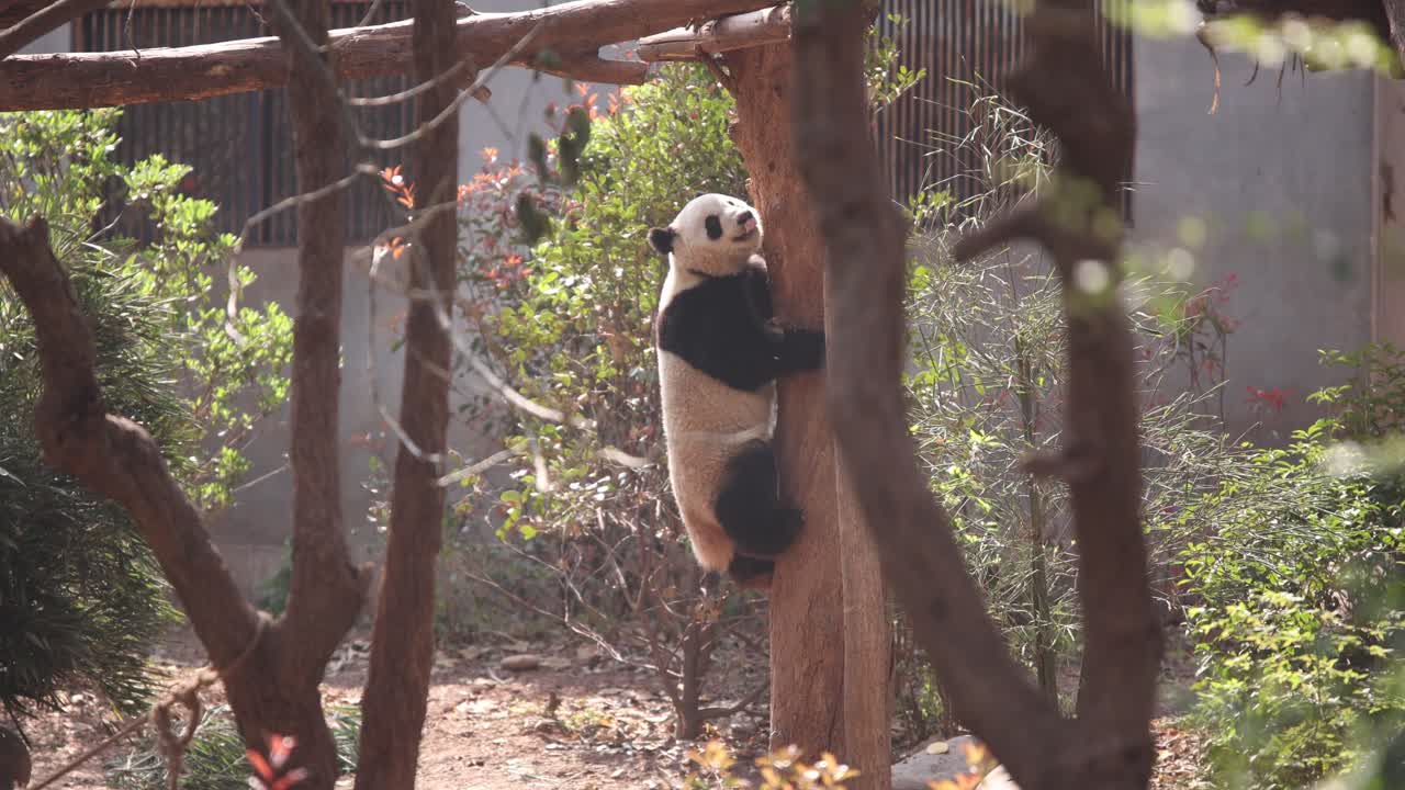 panda gigante trepando torpemente por un árbol