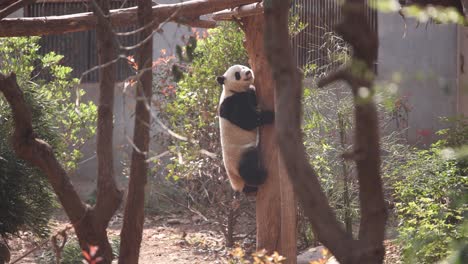 giant panda clumsily climbing down a tree