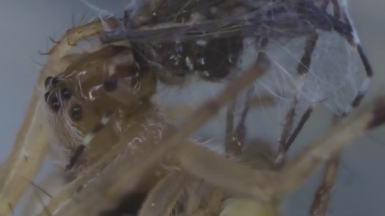 Spider Spinning Web and Eating Mosquito 1