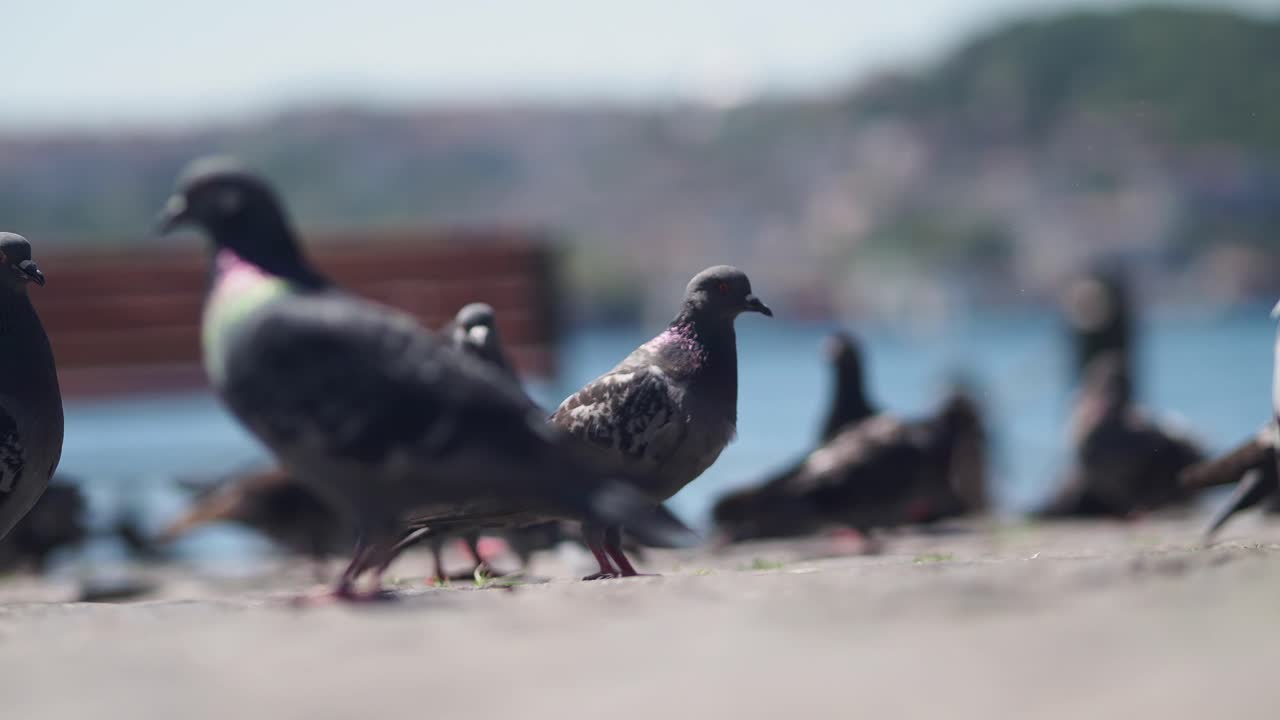 도시 공원 에 있는 비둘기 들