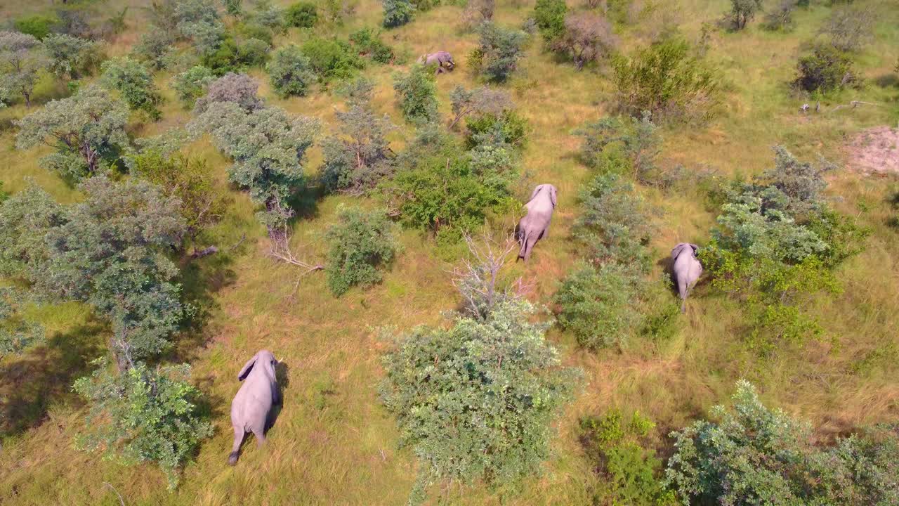 크루거 초원을 걸어다니는 코끼리 무리의 공중 추적