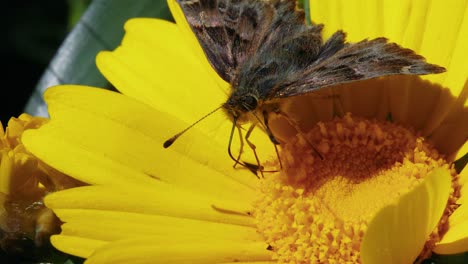 Makro-Detailansicht-Der-Braunen-Motte,-Die-Ihren-Länglichen-Röhrenförmigen-Anhang-Zum-Essen-Verwendet