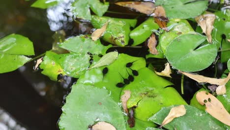 tadpoles move around lily pads in a pond.