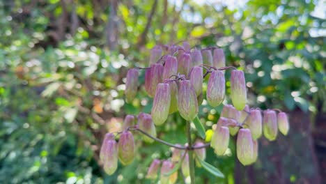 closeup of kalanchoe pinnata, commonly known as cathedral bells or miracle leaf (bryophyllum pinnatum). the plant is a succulent plant.