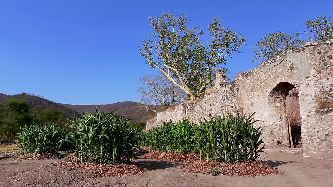 Lush corn plants thrive amidst the weathered ruins of Hacienda de San Jacinto Ixtoluca in Morelos, Mexico, creating a captivating scene where history and nature intertwine under a clear blue sky