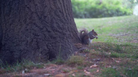 handheld sideways shot of eastern gray squirrel nibbling on a nut underneath a tree in sheffield botanical gardens, england