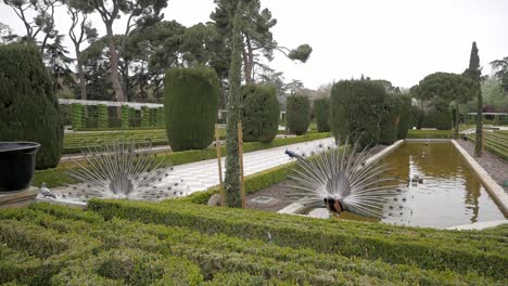 wide shot of beautiful garden scenery at cecilio rodriguez garden in retiro park, madrid, spain