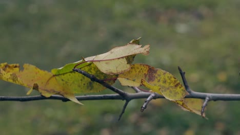 small leaves tremble slightly in wind on thin branch