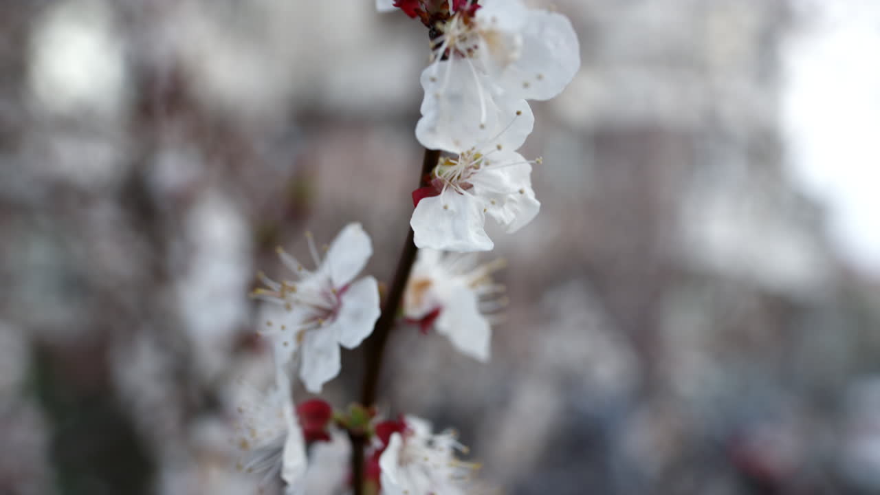 Un ramo di ciliegio in fiore sull'albero. Fiori bianchi che ondeggiano sugli alberi.