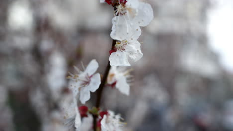 one cherry branch blooming on tree. white flowers swaying on trees.