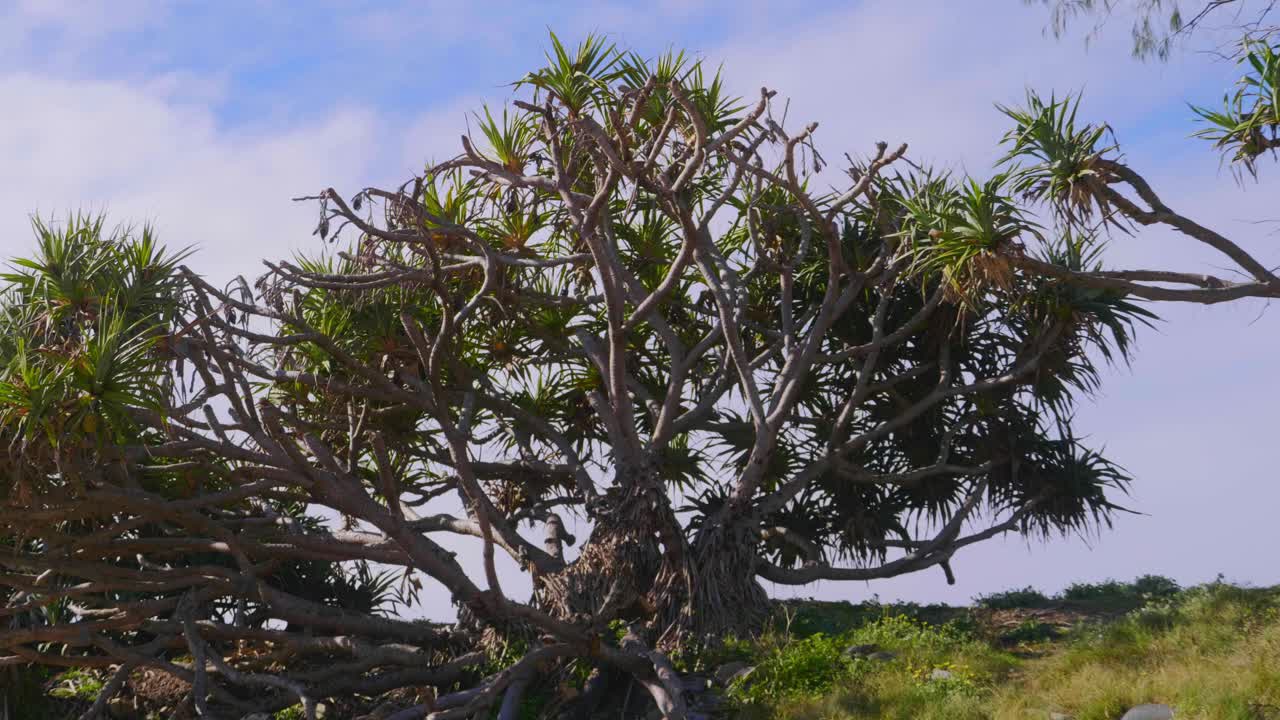 palmeras pandanus contra el brillante cielo de verano - crescent head beach - sydney, nueva gales del sur, australia