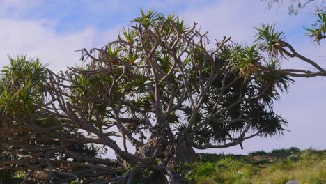 Palmeras-Pandanus-Contra-El-Brillante-Cielo-De-Verano---Crescent-Head-Beach---Sydney,-Nueva-Gales-Del-Sur,-Australia