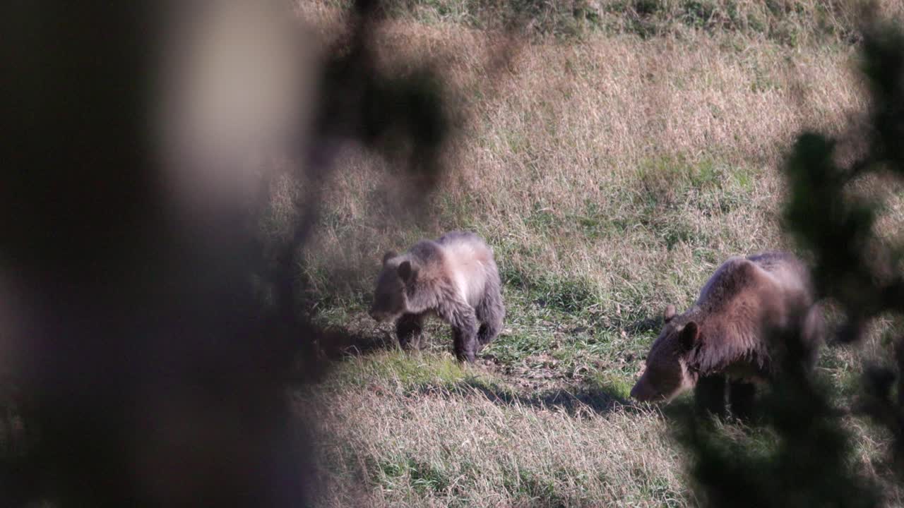 Orsa grizzly femmina adulta e cucciolo che si nutrono di erba in autunno.