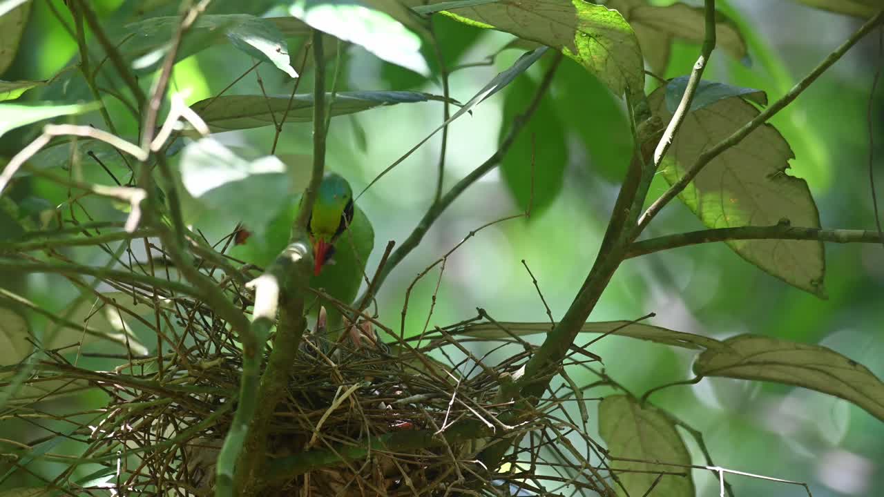 Gazza verde comune, Cissa chinensis, Parco Nazionale di Kaeng Krachan, Thailandia