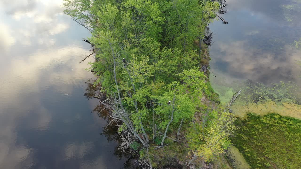 vista aérea de la isla fluvial con águilas
