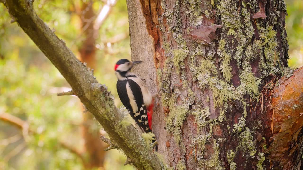 gran pájaro carpintero manchado en un árbol en busca de comida. gran carpintero manchado (dendrocopos major) es un carpintero de tamaño mediano con plumaje negro y blanco y una mancha roja en la parte inferior del vientre