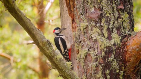 Great-spotted-woodpecker-bird-on-a-tree-looking-for-food.-Great-spotted-woodpecker-(Dendrocopos-major)-is-a-medium-sized-woodpecker-with-pied-black-and-white-plumage-and-a-red-patch-on-the-lower-belly