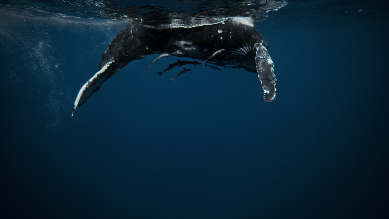 Close side view of a whale swimming with smooth, steady motion