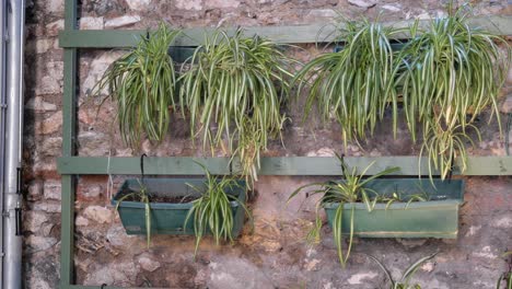 hanging spider plants on a stone wall