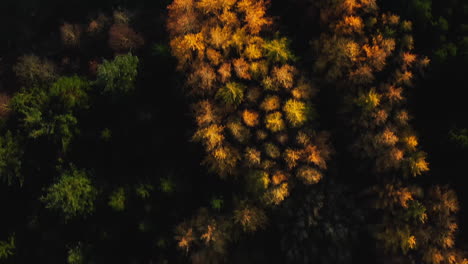 aerial drone view over autumn forest. colorful trees in the wood.