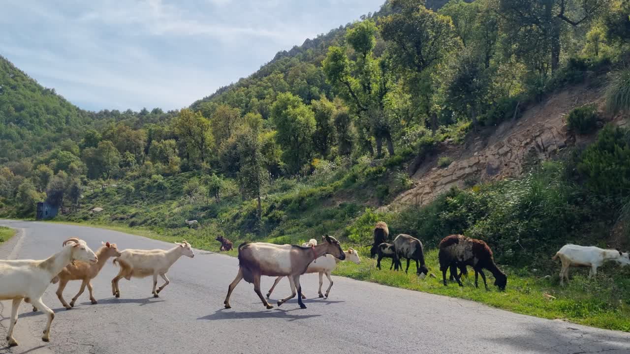 Free-roaming goats cross a mountain road in Algeria’s Kabylie region, showcasing traditional livestock and rural life under a sunny spring sky in North Africa