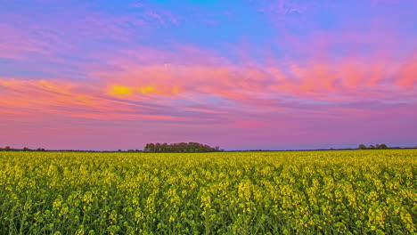 Hermosas-Nubes-Rosadas-Voladoras-En-El-Cielo-Azul-Durante-La-Puesta-De-Sol-Sobre-El-Campo-De-Canola-En-Crecimiento-Amarillo---Toma-Amplia-De-Lapso-De-Tiempo