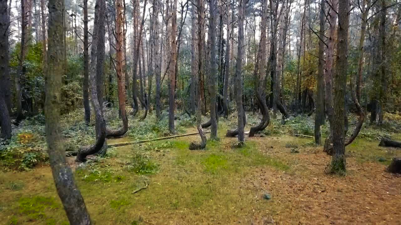 Aerial drone flying through and between Crooked forest in Poland or otherwise known as Krzywy Las during a cloudy day. The tall pine trees are oddly shaped and have the tree itself is curved at base.