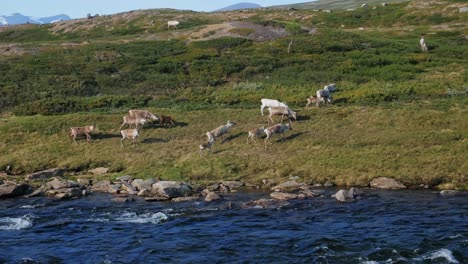 herd of mountain deer feeding on the riverside meadow at jamtland triangle in sweden