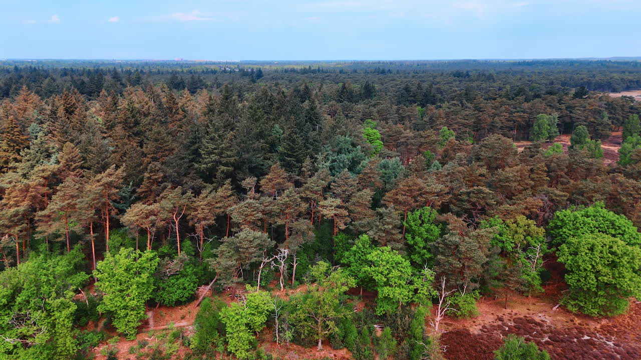 Lush green forest view. Lush trees and diverse foliage span the landscape, highlighting nature's beauty under a clear sky