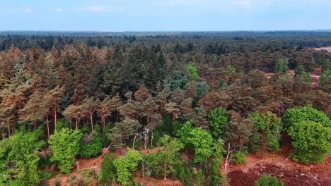 lush green forest view. lush trees and diverse foliage span the landscape, highlighting nature's beauty under a clear sky