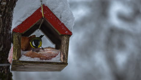 Una-Casa-De-Pájaros-De-Madera-Unida-A-Un-Tronco-De-árbol-En-Una-Tarde-Fría-Y-Nevada-Con-La-Vista-De-Un-Pequeño-Amarillo-Construyendo-Un-Nido-En-La-Casa-De-Pájaros-En-Un-Lapso-De-Tiempo