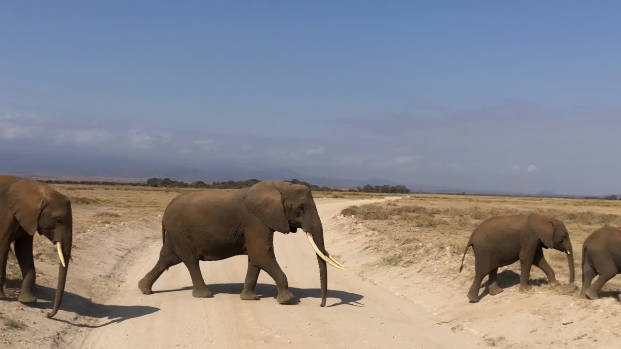 Elephants walking to the marsh in Amboseli National Park, Kenya