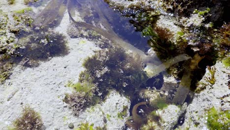 Close-Up-of-Seabed-with-Marine-Life-and-Seaweed-Clear-Water-Sanxenxo-Spain