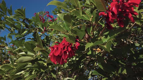 Abeja-Polinizando-Flores-Rojas-En-Un-árbol-Verde-Frondoso,-ángulo-Bajo-Con-Cielo-Azul