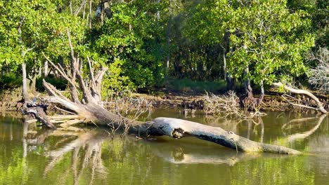 un río sereno con un árbol caído