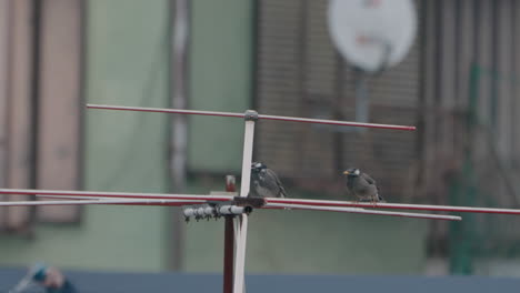 Paar-Dunkle-Drosselvögel,-Die-Draußen-Auf-Einer-Fernsehantenne-Sitzen