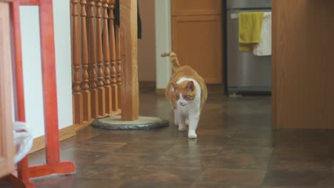 cat inside house walking toward viewer