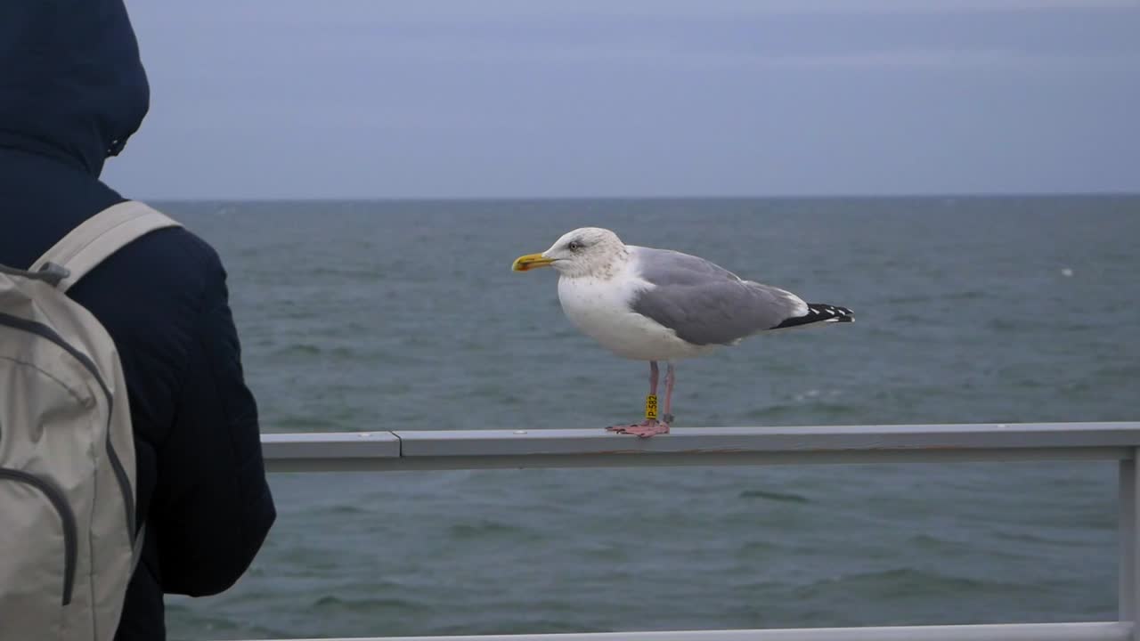Seagull watches people from a Railing By Water